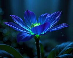 Blue Flower Blooms with Illuminating Effects in Soft Light photo