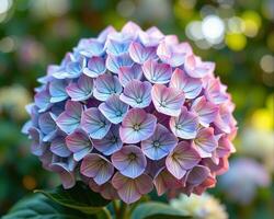 Beautiful Blue and Pink Hydrangea Flower Cluster in Natural Setting photo