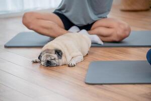 Pug relaxing on yoga mat while owner practices meditation in bright indoor space photo