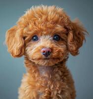 Adorable Toy Poodle Puppy Portrait. A Fluffy Cloud of Apricot Joy photo