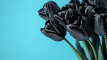 Close up of beautiful bouquet of black tulips on simple colored background. 11 photo