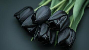 Close up of beautiful bouquet of black tulips on simple colored background. 13 photo