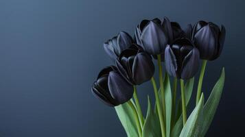 Close up of beautiful bouquet of black tulips on simple colored background. 14 photo