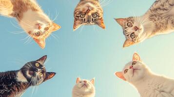 From a bottom-up perspective, eight cats form a circle and the on the background. 14 photo