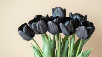 Close up of beautiful bouquet of black tulips on simple colored background. 15 photo
