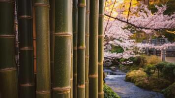 Stunning high-resolution bamboo forest photo, showing tall, slender bamboo stems with characteristic hollow tubes. photo