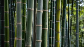 A charming photo of a textured bamboo grove, with sunlight filtering through the leaves