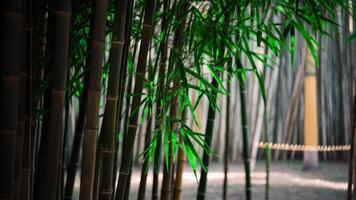 Stunning, high-resolution close-up photo of bamboo texture. The bamboo stems are tall and slender