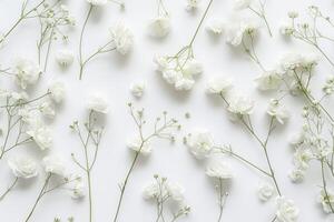Flowers Arranged on a White Background photo