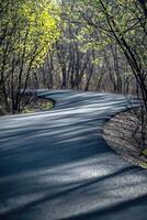 Winding Asphalt Path Through Spring Woods photo