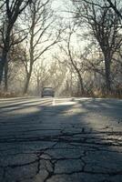 Lone Car Drives Through Bare Winter Trees photo