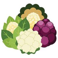 cauliflower, broccoli, and cabbage are shown in this illustration vector