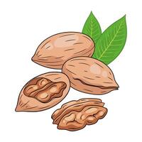 Pecan nuts in shell and cracked with nut inside. hand drawn colored food illustration vector