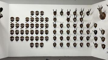 Kaunas, Lithuania. February 16, 2025. Rustic interior design element. Collection of vintage deer antler mounts in museum wall creating a striking visual pattern on a wall. photo