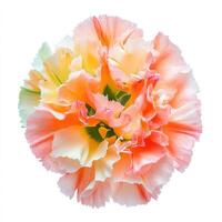 top view detailed bud of colorful carnation flower with soft ruffled petals isolated on a white background photo