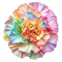 top view bud of multicolored carnation flower with soft ruffled petals isolated on a white background photo