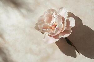 elegant and minimalist composition single pink peony flower bloom with soft petals on a neutral background with gently sunlight photo