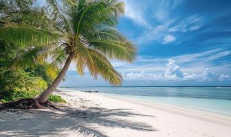 White sand beach by the ocean with a palm tree background. Summer wallpaper with copy space, holiday, vacation destination photo