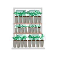 Seedlings of vegetables in cups on a windowsill vector