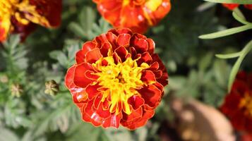 close up photo of orange flower