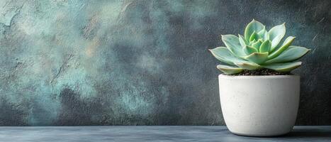 Green Succulent in a White Pot Against a Textured Blue-Green Wall with Copy Space photo