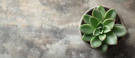 Top View of Green Echeveria Succulent on a Textured Concrete Background with Copy Space photo