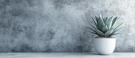 Stylish Agave Succulent in a White Ceramic Pot on a Contemporary Grey Background with Copy Space photo