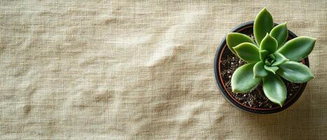 Top View of Green Succulent Plant in a Black Pot on Textured Beige Linen Fabric Background with Copy Space photo