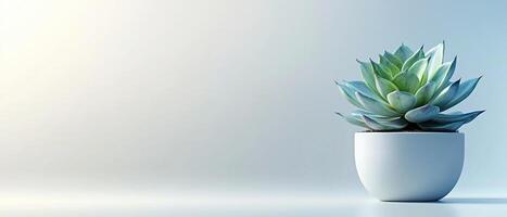 Green Echeveria Succulent in Ceramic Pot with Soft Lighting and Copy Space photo