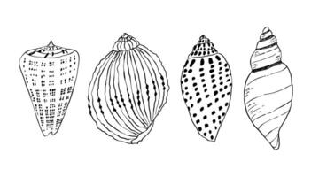 Set of sea shells in linear style. Sea, beach, ocean. illustration in flat style. vector