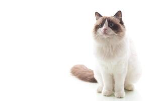 Portrait of a blue-eyed cat. Fluffy Ragdoll pet with expressive look, isolated on white background photo