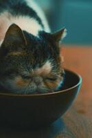 A white cat of Snoopy color on the table drinks water from a clay plate. Close-up. 4K video