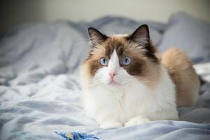 Cat portrait.cat lying on bed and resting, breed Ragdoll photo