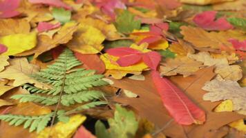 Autumn leaves. Colorful fall foliage, autumn time. Seamlessly loop leaves fallen from trees. Leaves from trees on the ground. View from above video