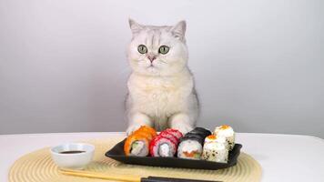 Curious cat observing colorful sushi roll platter on table with chopsticks video
