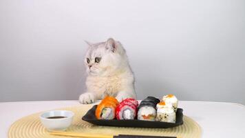 Curious cat examines sushi platter with paws on table in minimalist setting video