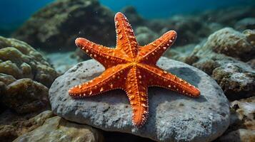 A photo of a starfish clinging to a rock