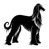 Graceful Afghan hound with flowing hair silhouette elegantly isolated on white background vector