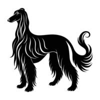 Afghan hound standing gracefully with flowing hair silhouette beautifully isolated on white background vector
