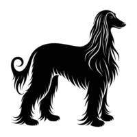 Afghan hound standing elegantly with flowing fur silhouette gracefully isolated on white background vector