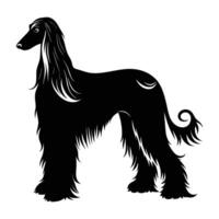 Elegant Afghan hound with flowing fur silhouette clearly isolated on white background vector