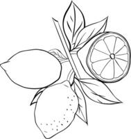 Branch of Lemon fruit and leaves. Hand drawn graphic line ink illustration. Black and white Sketch of lime citrus Isolated on white background. Design for menu, package, cosmetic, textile vector