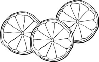 lemon slices composition. Hand drawn graphic line ink illustration, best Ideal for menu and package designs. vector