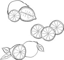 Set lemons with slices and leaves composition sketch illustration. Collection graphic line ink black and white citruses hand. Design for menu, package, cosmetic, textile, package. vector