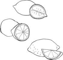 Lemon composition set. Graphic line ink illustration Hand drawn with slices black and white drawing isolated on white vector