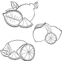 Lemons with slices and leaves composition graphic line ink set. black and white illustration isolated on transparent background. Design for menu, package, cosmetic, textile, package. vector