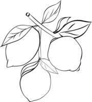 Sketching lemon branch with leaves Hand drawn graphic line ink composition. Fruit tree branch in sketch style, whole fresh citrus. black and white drawing isolated on white vector