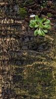 Detailed close up of textured tree trunk with rough bark and small green plant symbolizing resilience and new growth. photo