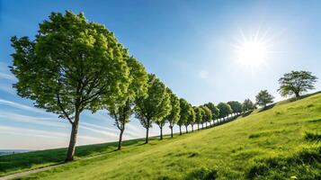 Scenic landscape with a row of lush green trees on a sunny hillside photo