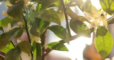 Bright lemon tree flowers invite a busy bee, showcasing the beauty of pollination. Sunlight filters through the leaves, creating a serene atmosphere in a quiet garden. video
